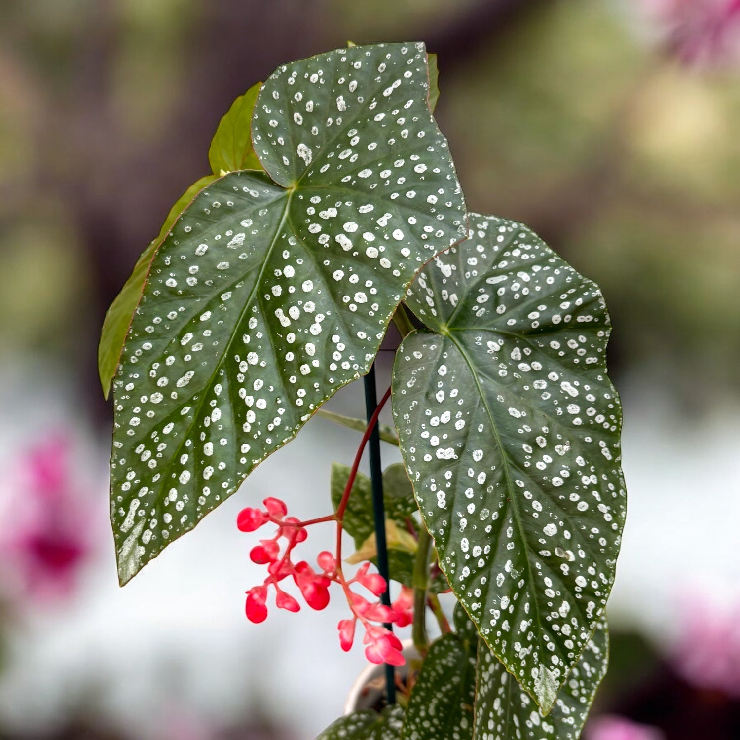 Begonia albopicta ‘Silver’ – begonie cu frunzis punctat argintiu