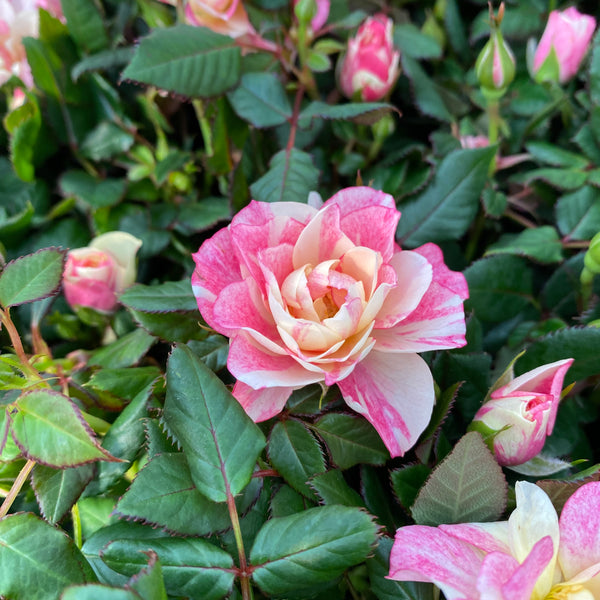Trandafiri pitici Rosa Piia™ Parade - flori parfumate