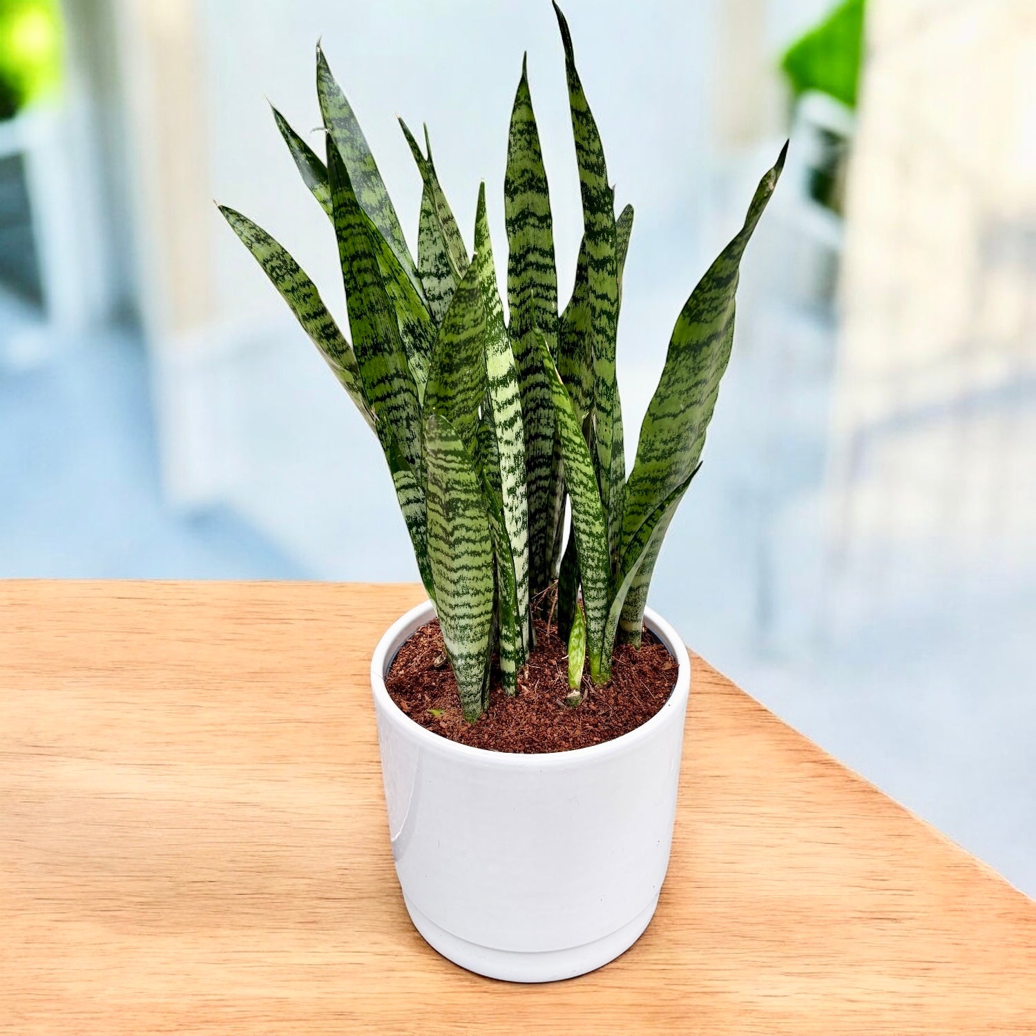 Sansevieria ‘Wintergreen’ – frunzis compact in nuante verzi reci, usor de ingrijit