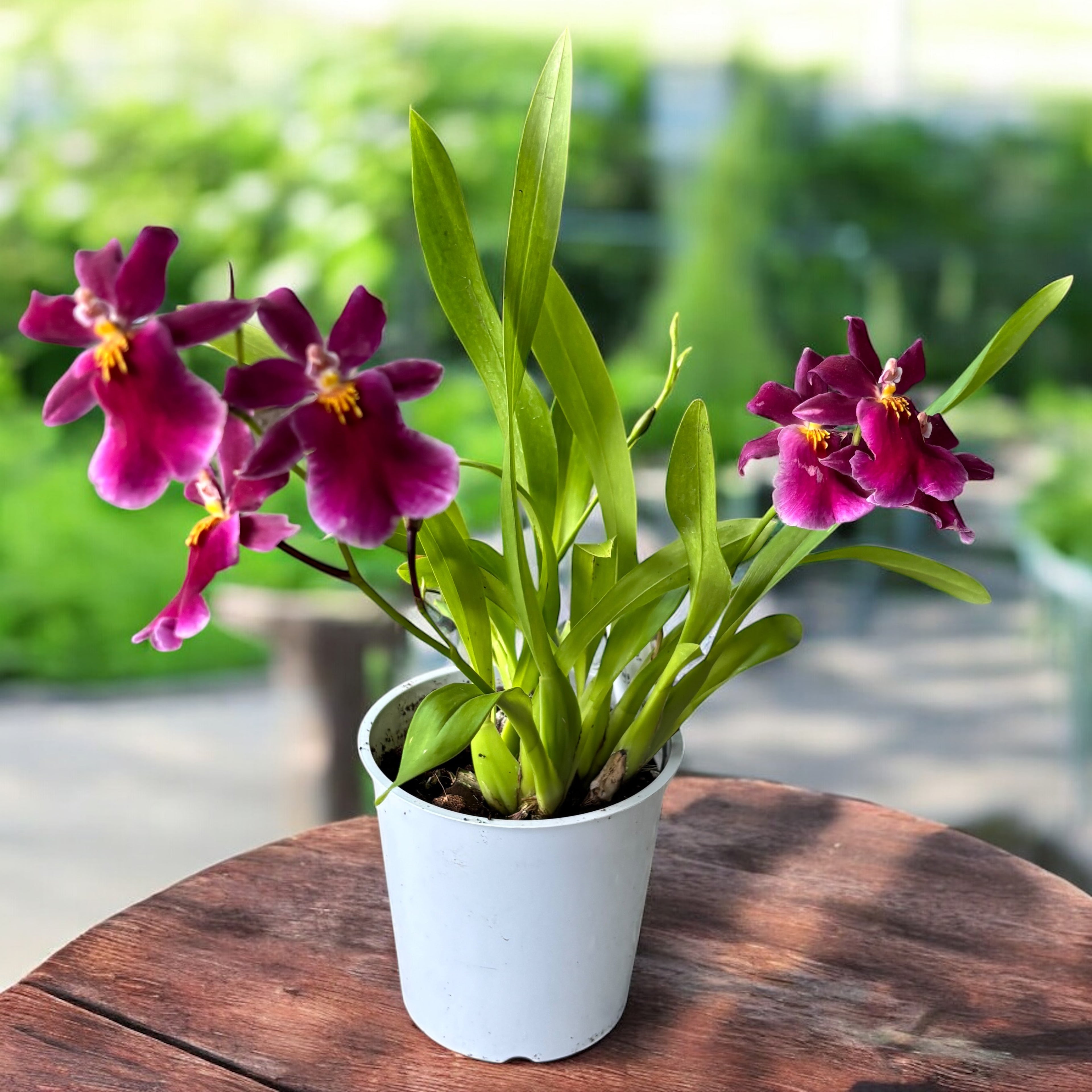 Aliceara Tahitian Dancer Pink Fairytale (fragrant)