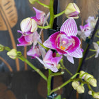 Phalaenopsis Younghome Lucky Star (0018 - pelorica) (Paesi Bassi)