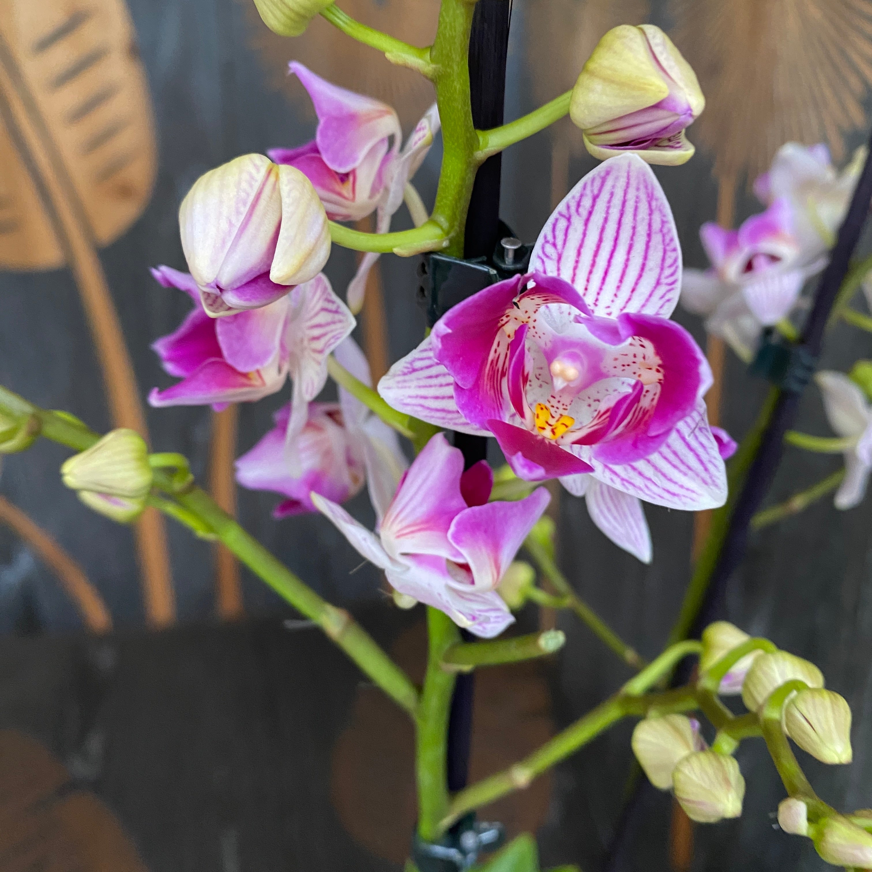 Phalaenopsis Younghome Lucky Star (0018 - peloric) (Olanda)