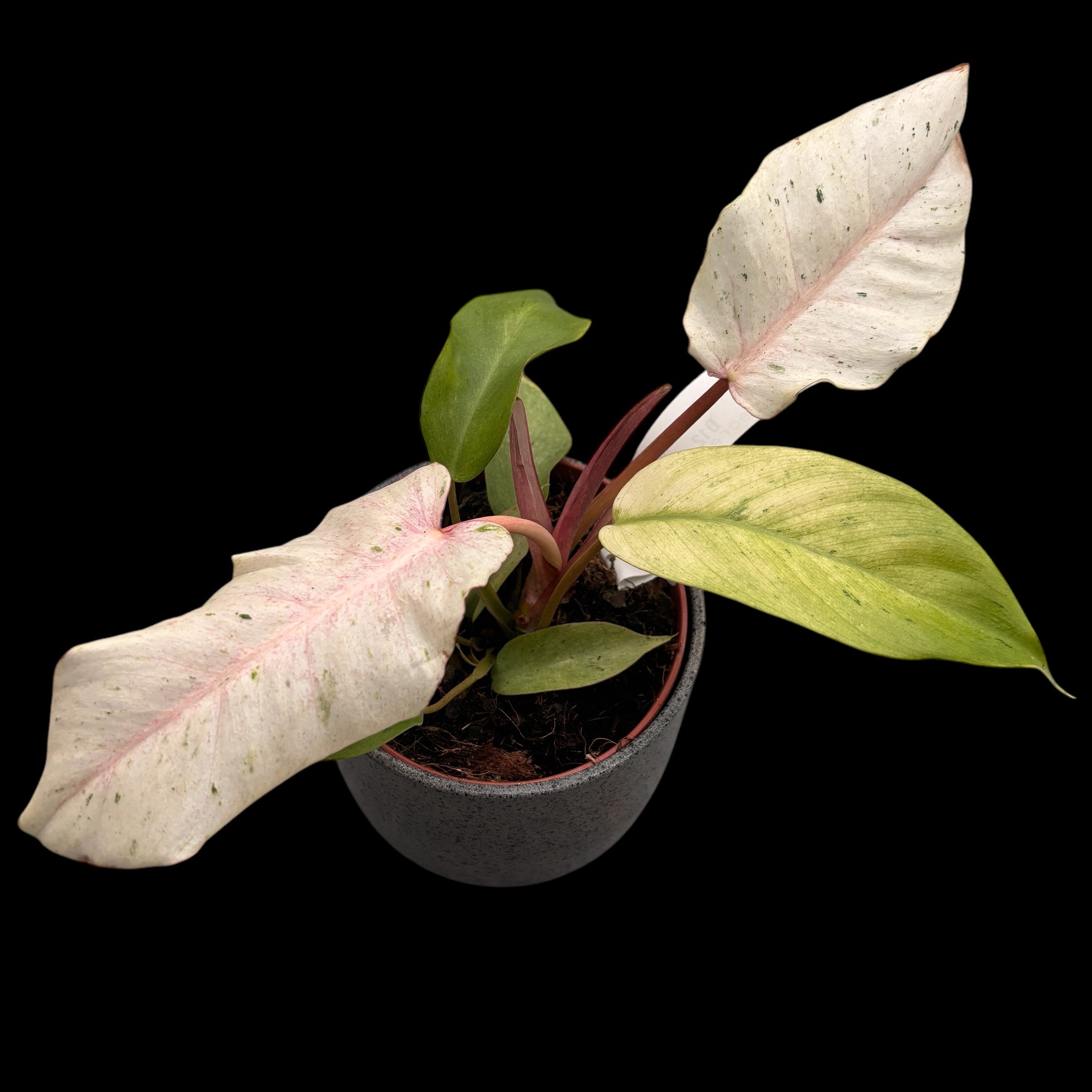 Philodendron 'Snowdrift'