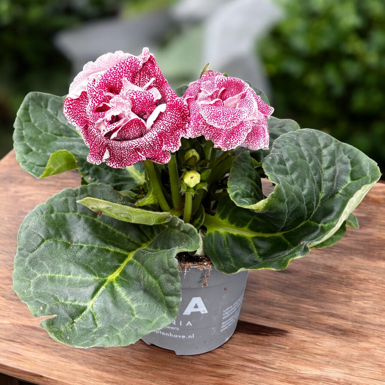 Gloxinia Spot Pink - floare catifelata cu petale roz-pudrat