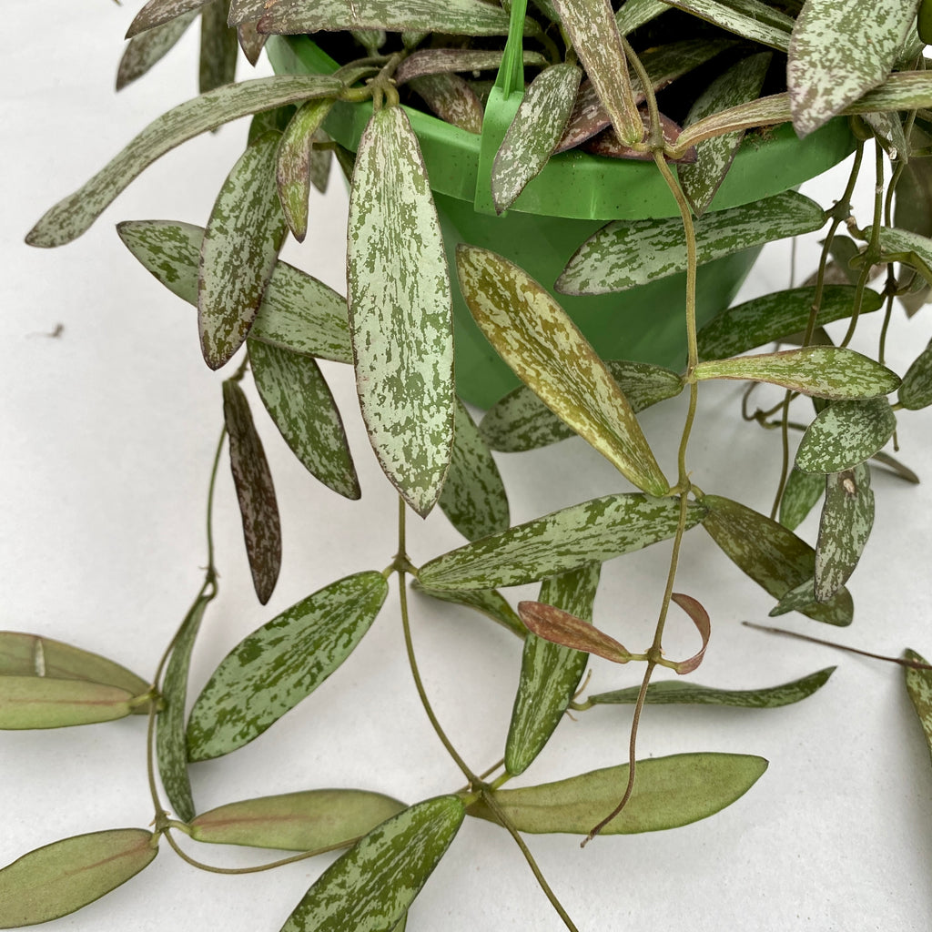 Hoya sigillatis - exemplare mari, liane lungi!