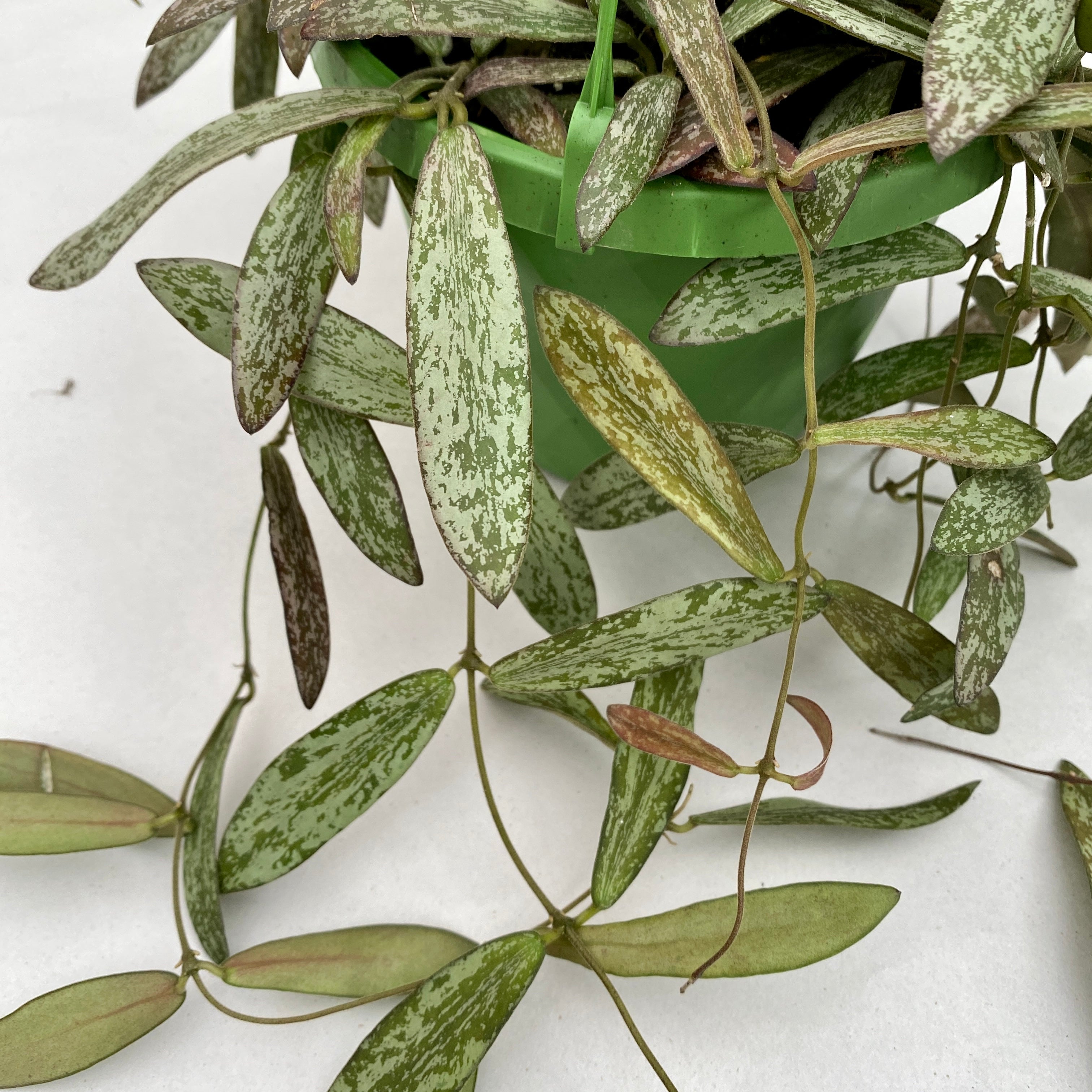 Hoya sigillatis - exemplare mari, liane lungi!