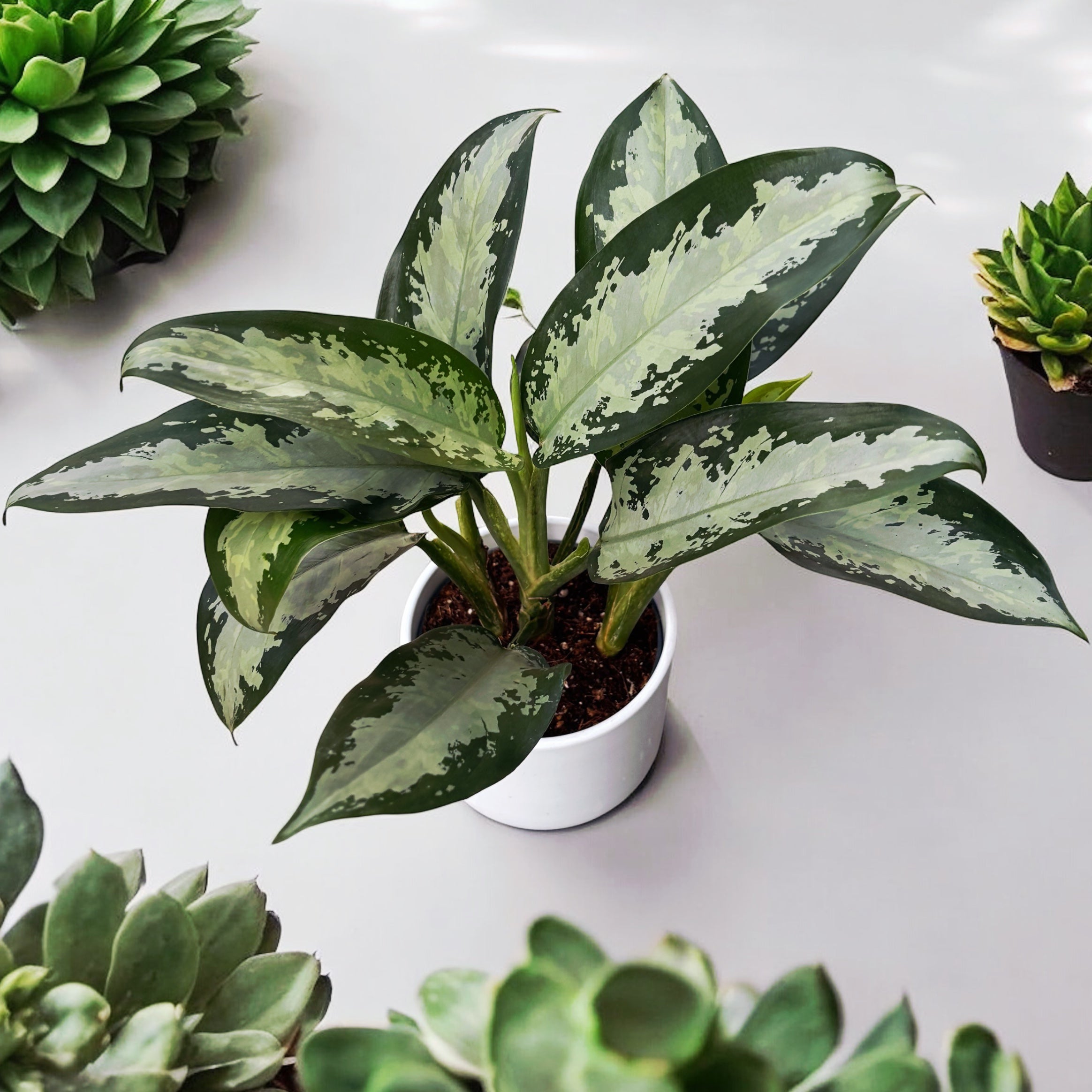 Aglaonema 'Jubilee Petit' 2-3 plante/ghiveci