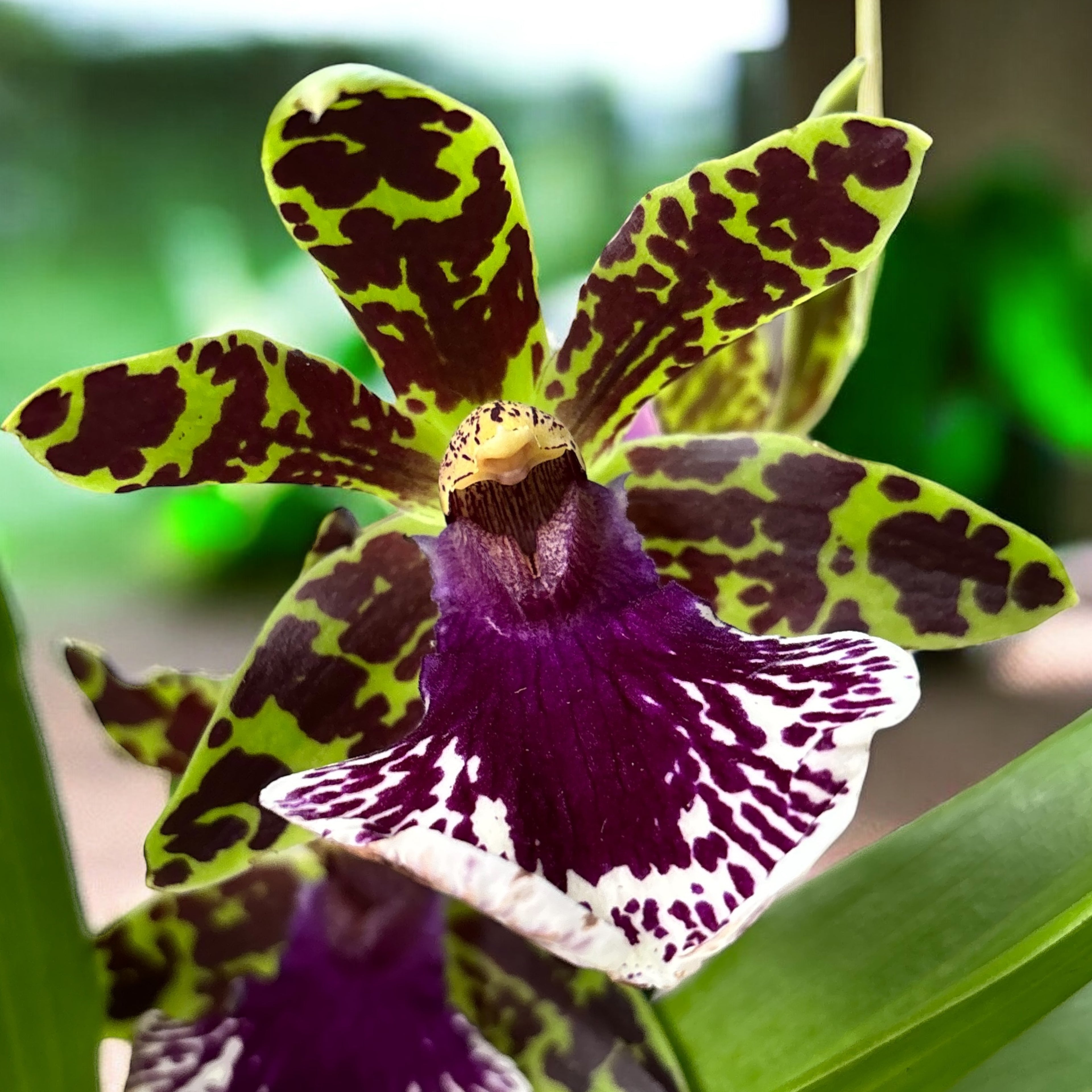 Zygopetalum hybride - fleurs parfumées