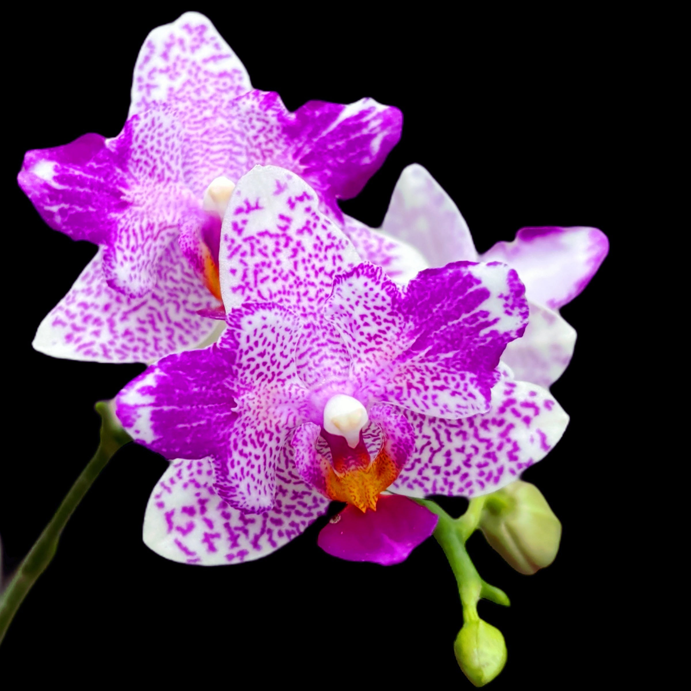 Phalaenopsis Hualien Pink Galaxy '272' (pelorique) - fleurs parfumées