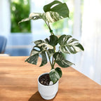 Monstera deliciosa 'Variegata' - exemplare XL