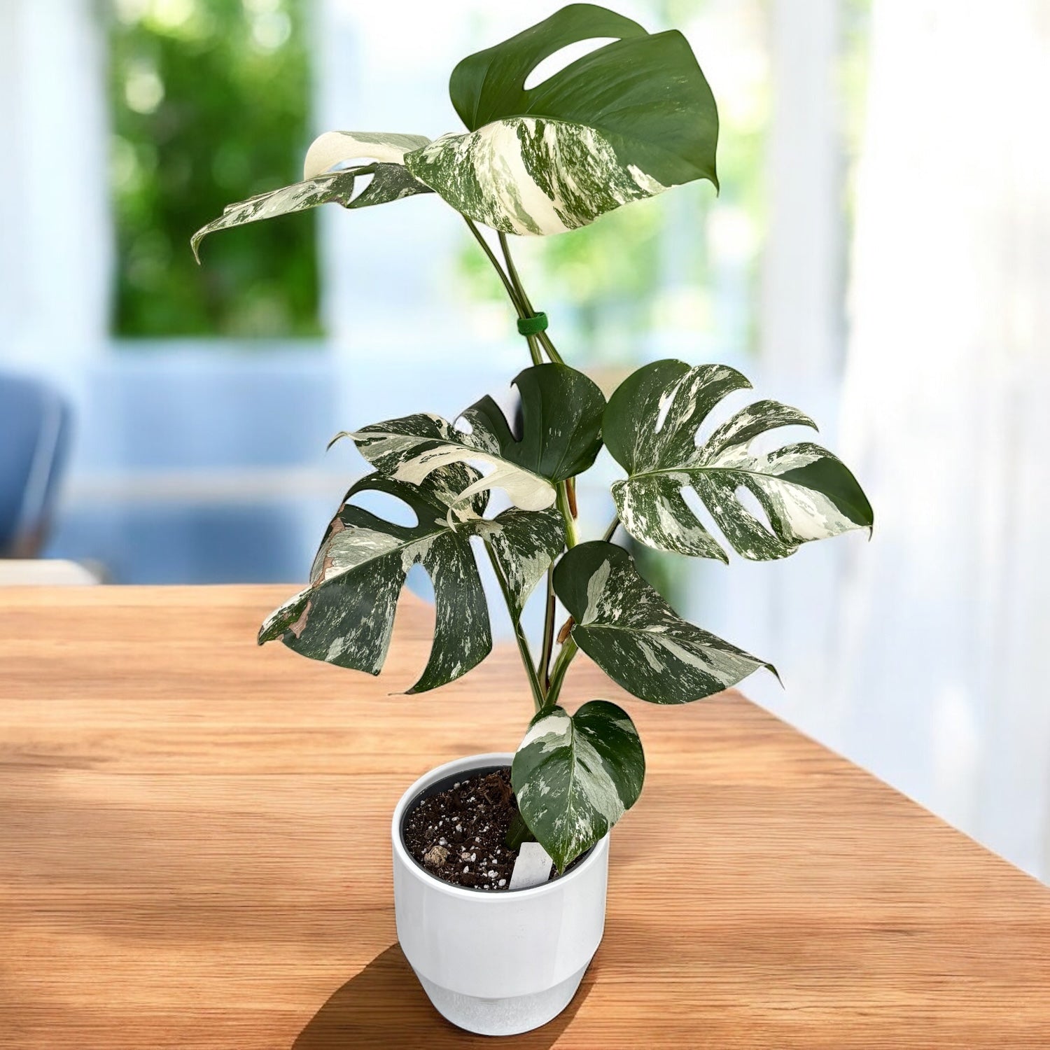 Monstera deliciosa 'Variegata' - exemplare XL