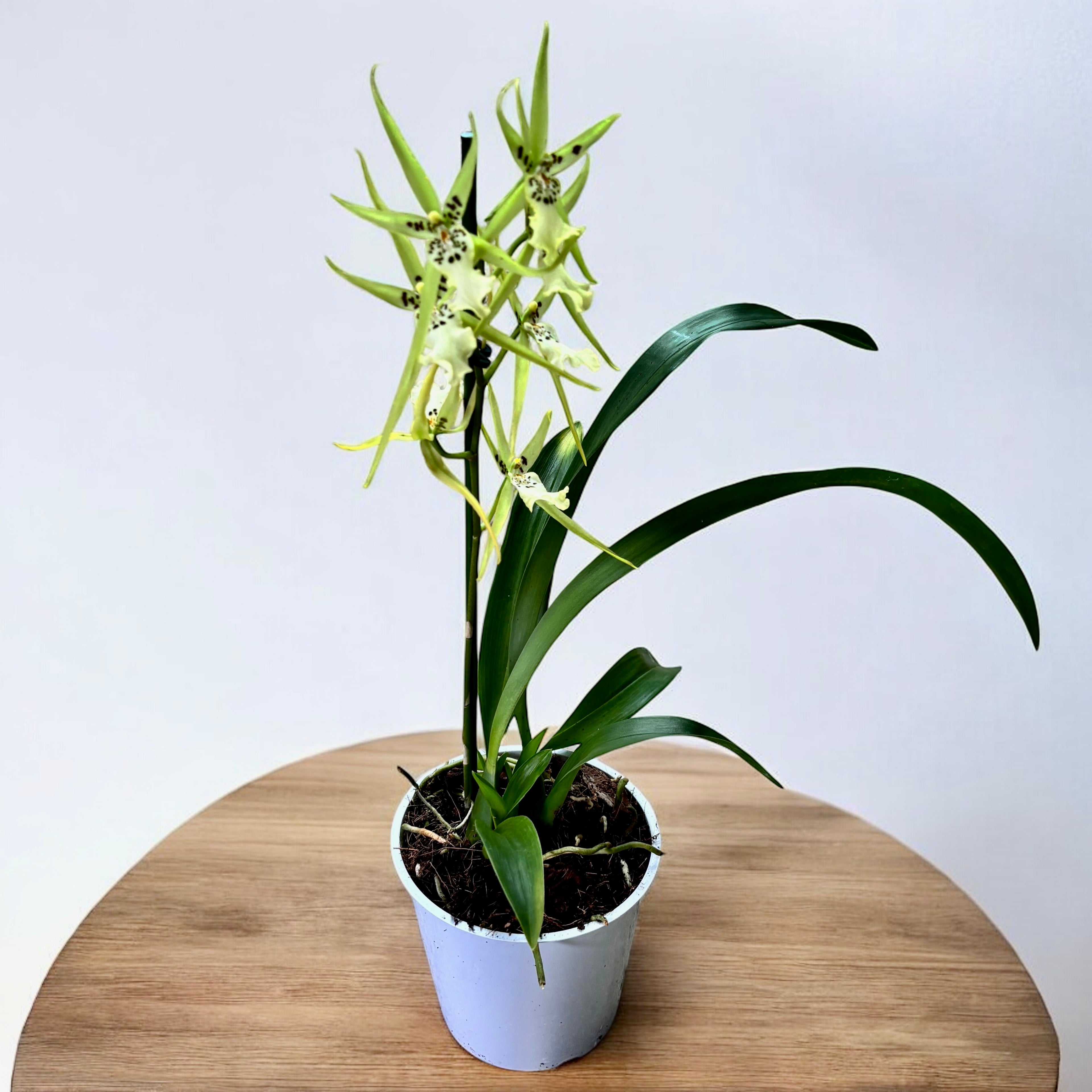 Brassidium Gilded Urchin 'Ontario' - fleurs parfumées