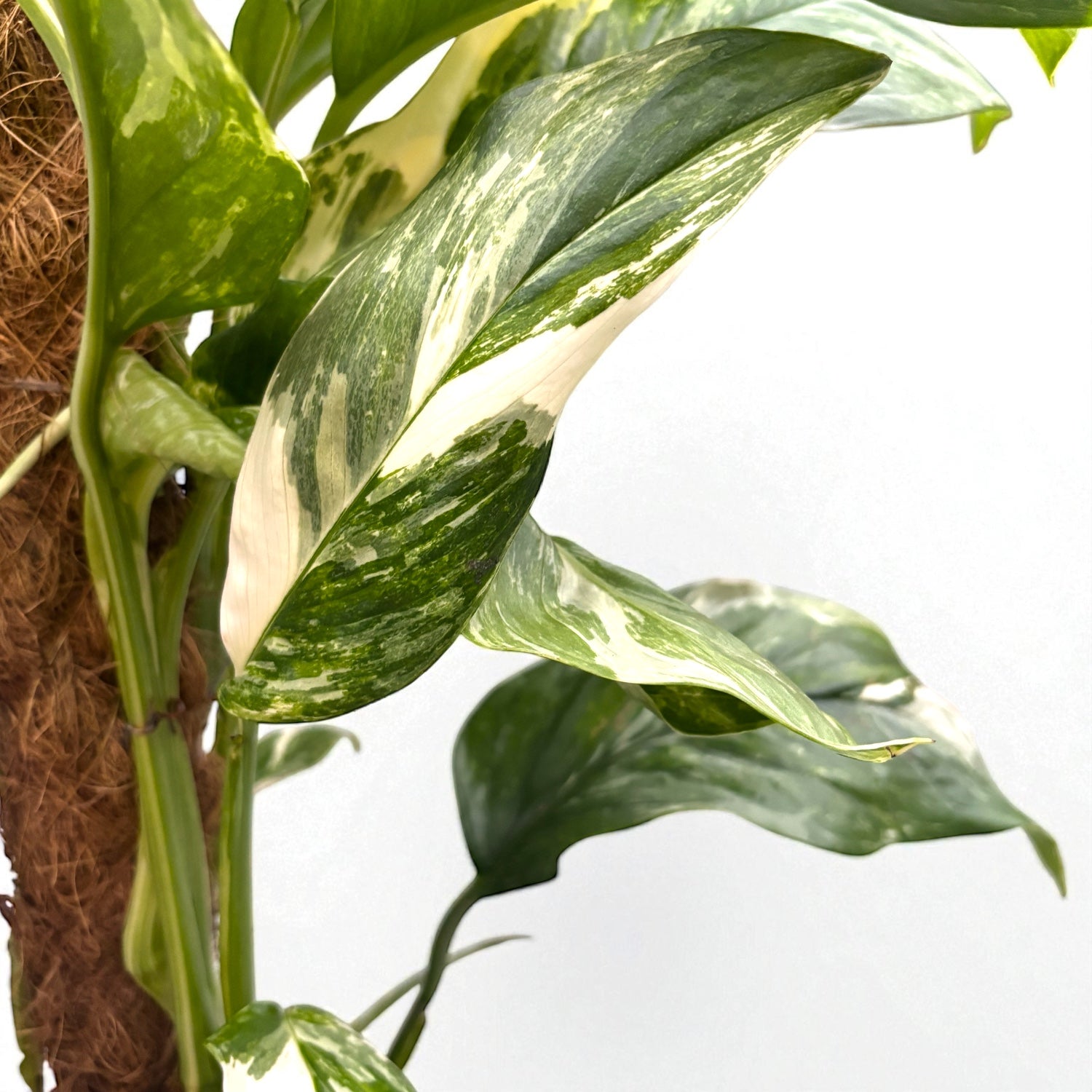 Monstera lechleriana 'Variegata' – Secret Garden Plant Shop
