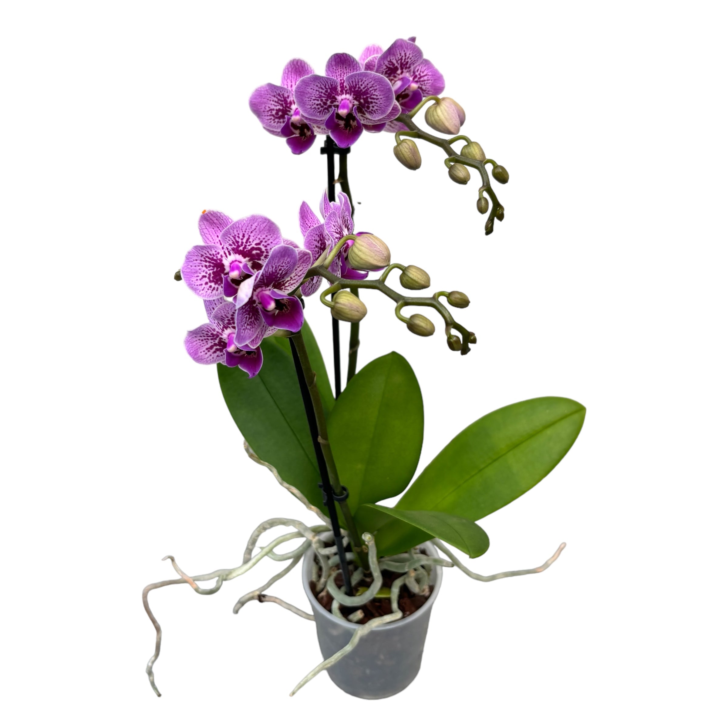 Phalaenopsis « Limited #72 »