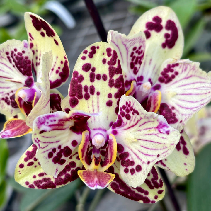 Phalaenopsis OX Sponge Bob (peloric - butterfly)