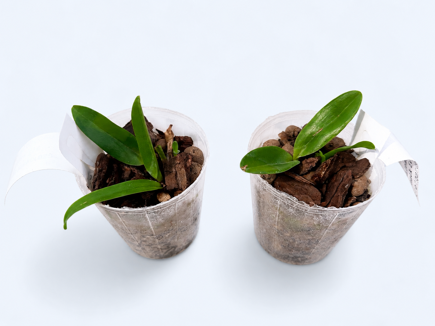 Cattleya tenebrosa 'YD Black Eye' - flori mari parfumate