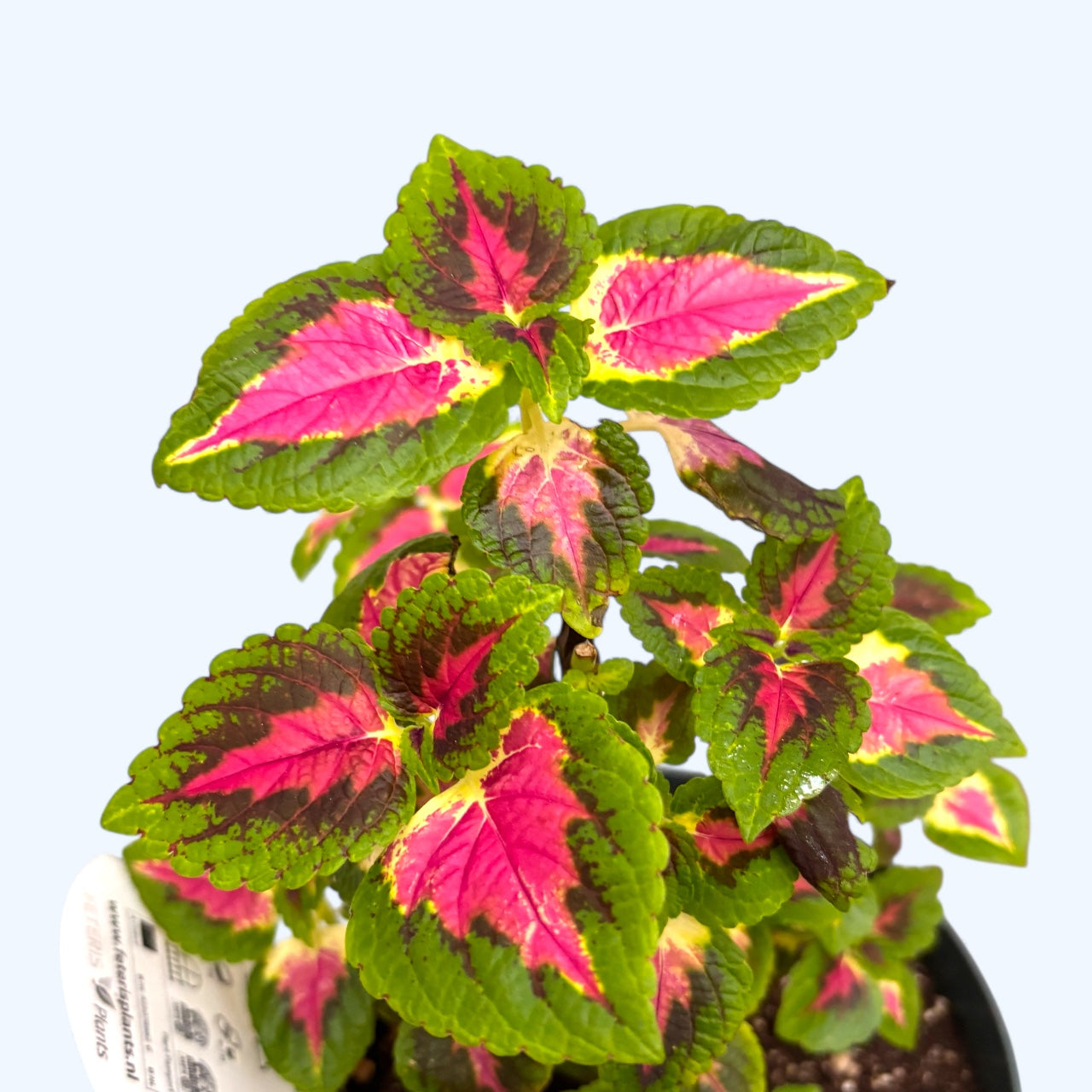 Coleus 'Tricolor' - urzicuta cu frunzis tricolor spectaculos
