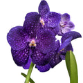 Vanda Tweed Blue XXL 7p (Ansu)