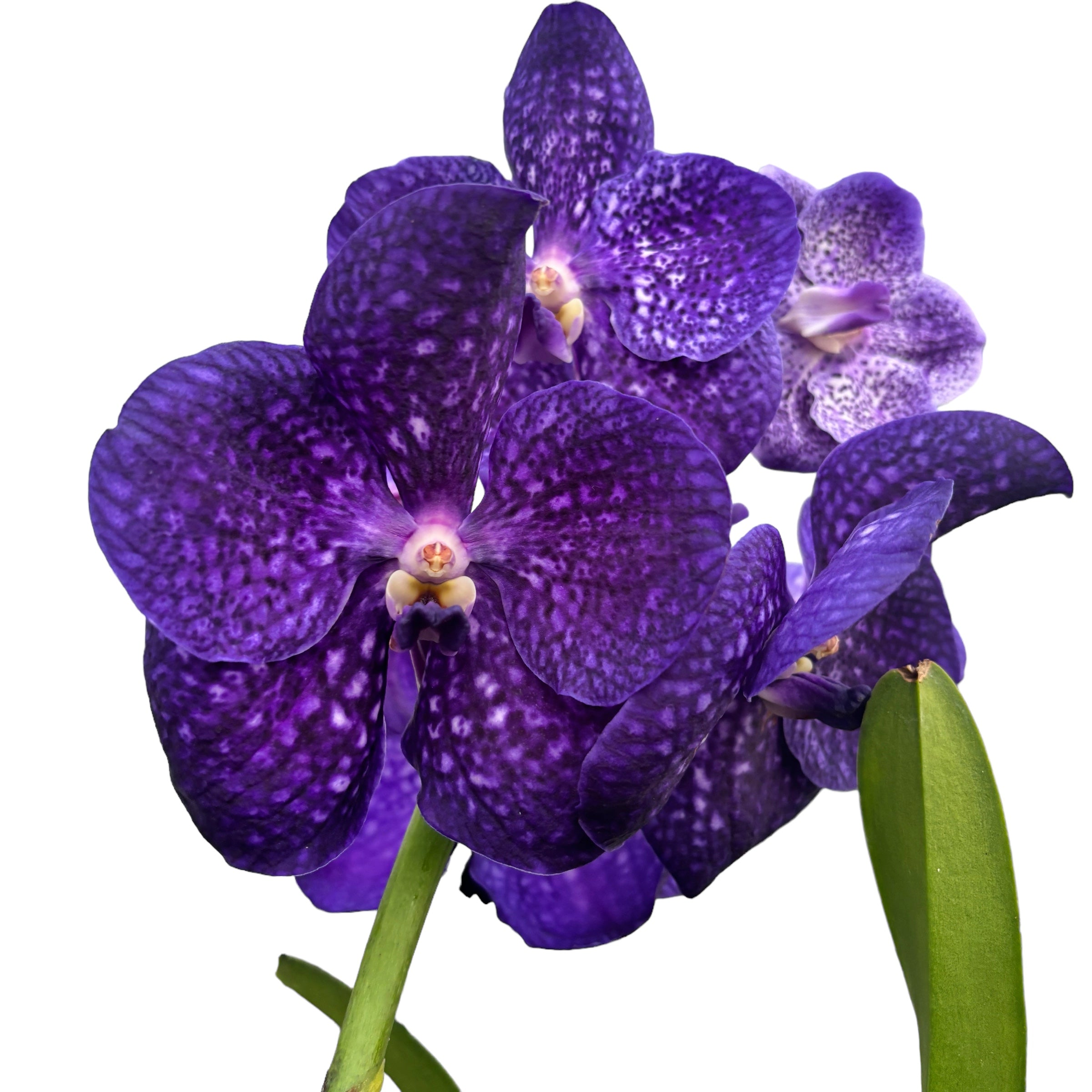 Vanda Tweed Blue XXL 7p (Ansu)