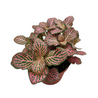 Fittonia verschaffeltii 'Red Angel', mozaiková rastlina