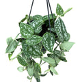 Scindapsus pictus 'Argyraeus' - exemplare XL