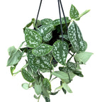 Scindapsus pictus 'Argyraeus' - exemplare XL