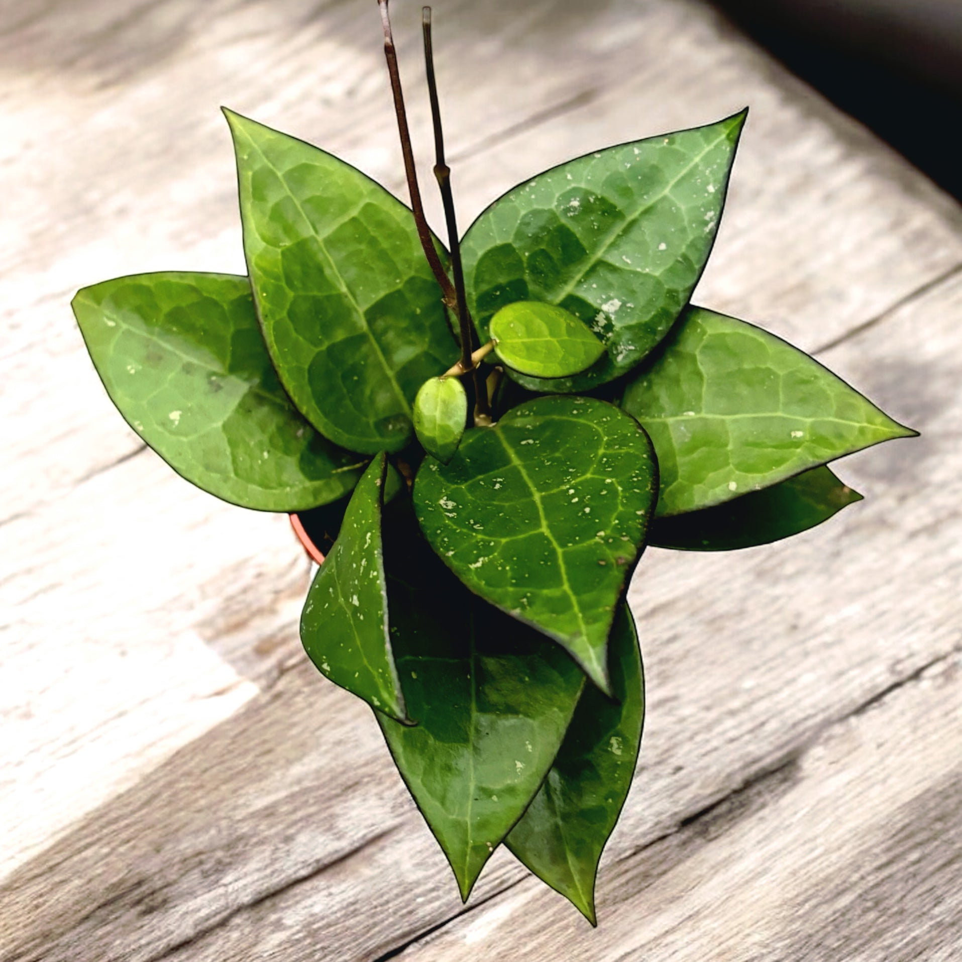 Hoya parasitica 'Black Margin'