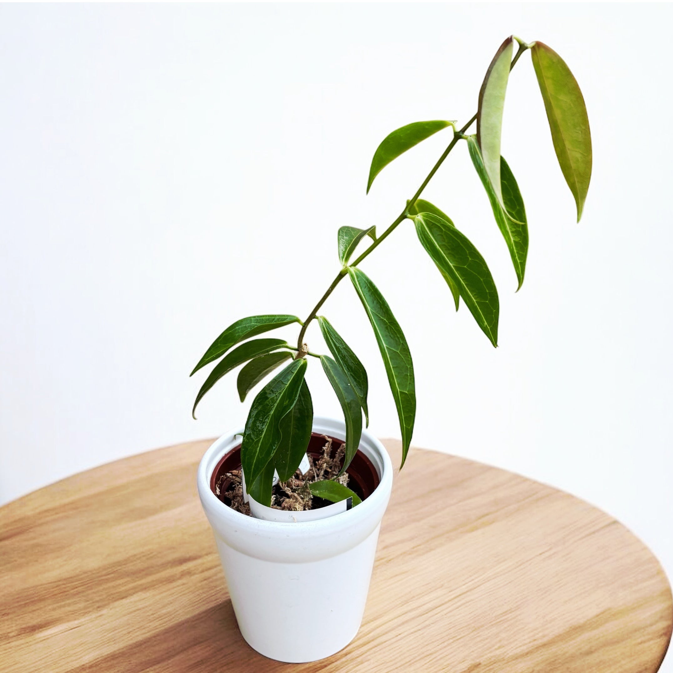 Hoya rubida (exemplare dezvoltate)