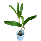 Ramo Cattlianthe Tristar - flores XL perfumadas