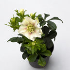 Helleborus orientalis 'Hello Pearl' (Spanz cu flori duble)