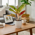 Aglaonema 'Gala Red’