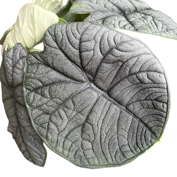 Alocasia Melo (Rugosa)