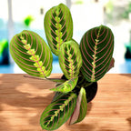 Maranta leuconeura var. erythroneura (Tricolore) - Plante qui prie (Plante de prière)
