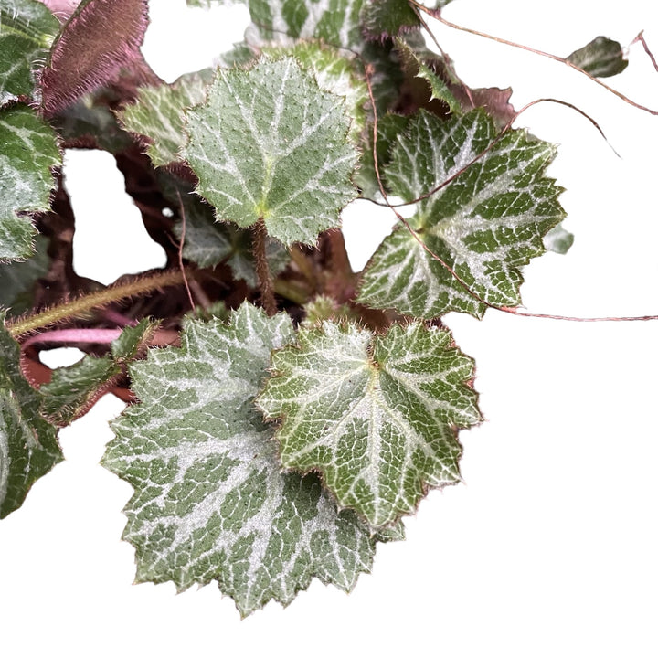 Saxifraga stolonifera (Barba jidanului)