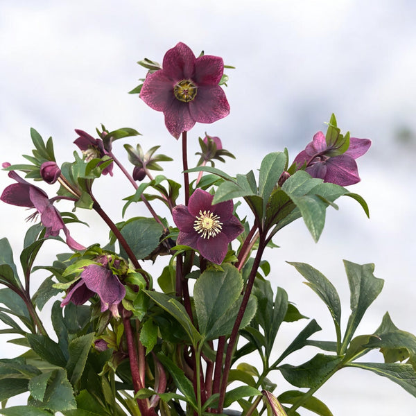 Helleborus orientalis 'Viv Victoria' (Spanz) - XL-Exemplare