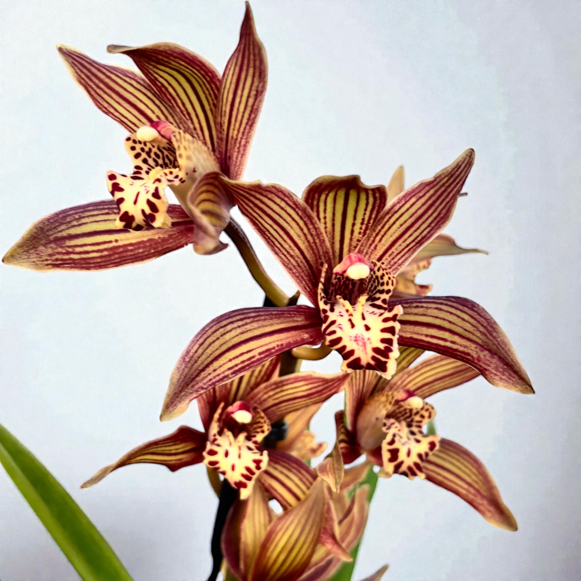 Cymbidium Claire - orhidee de colectie