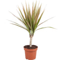 Dracaena - Dracaena marginata Bicolor