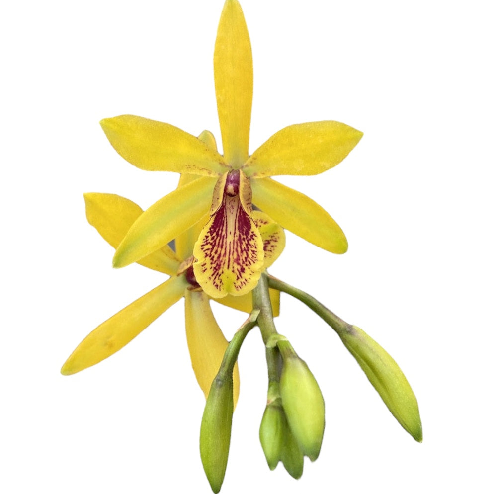 Encyclia Kyoguchi 'p'