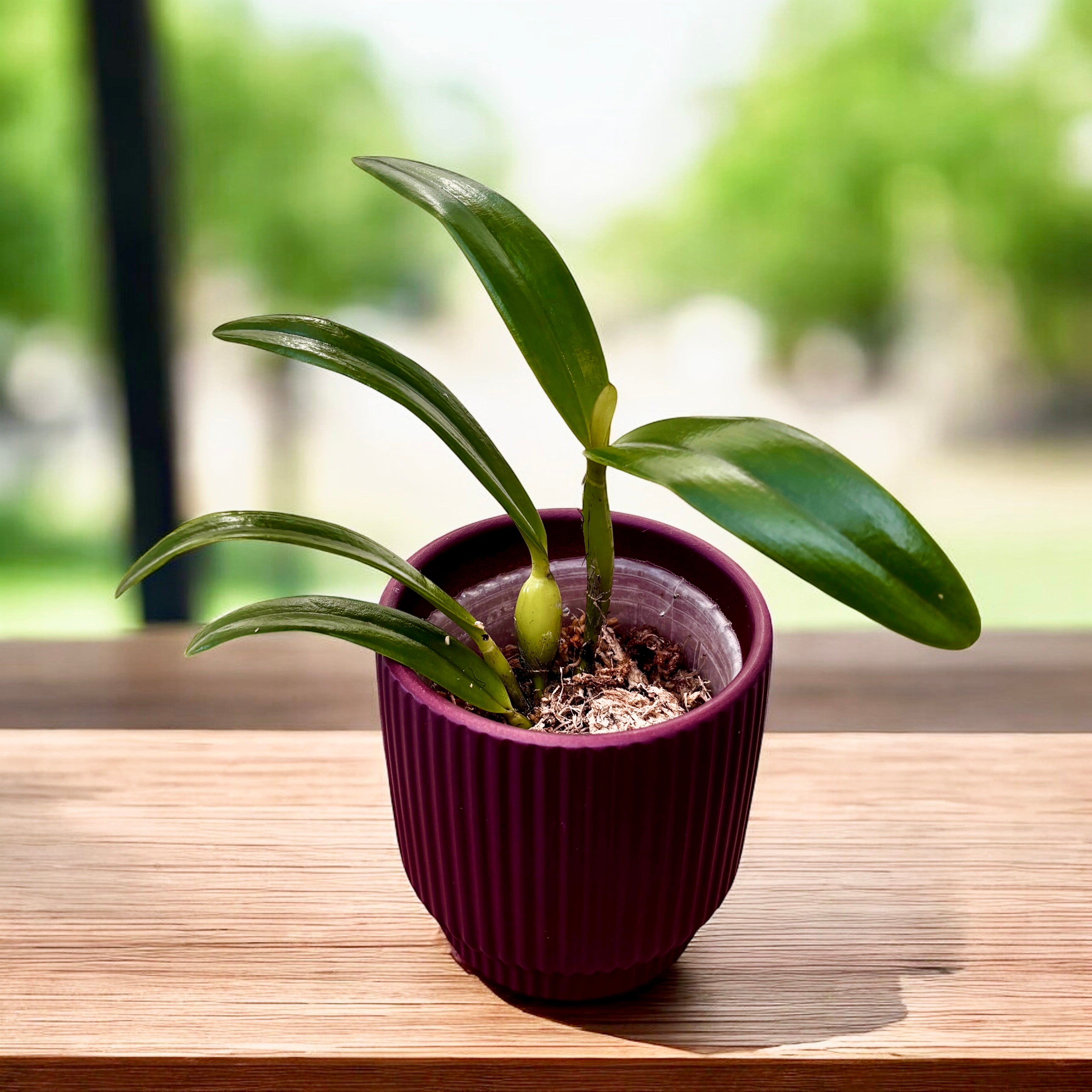 Ctt. Magic Bell 'New Trick' HCC/AOS – Secret Garden Plant Shop