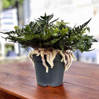 Humata tyermanii (Rabbit Foot Fern) - o feriga tropicala inedita