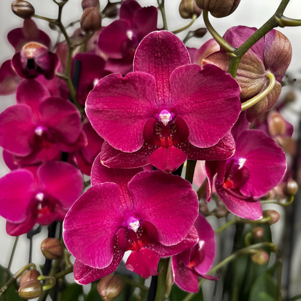 Phalaenopsis Anthura Montreux