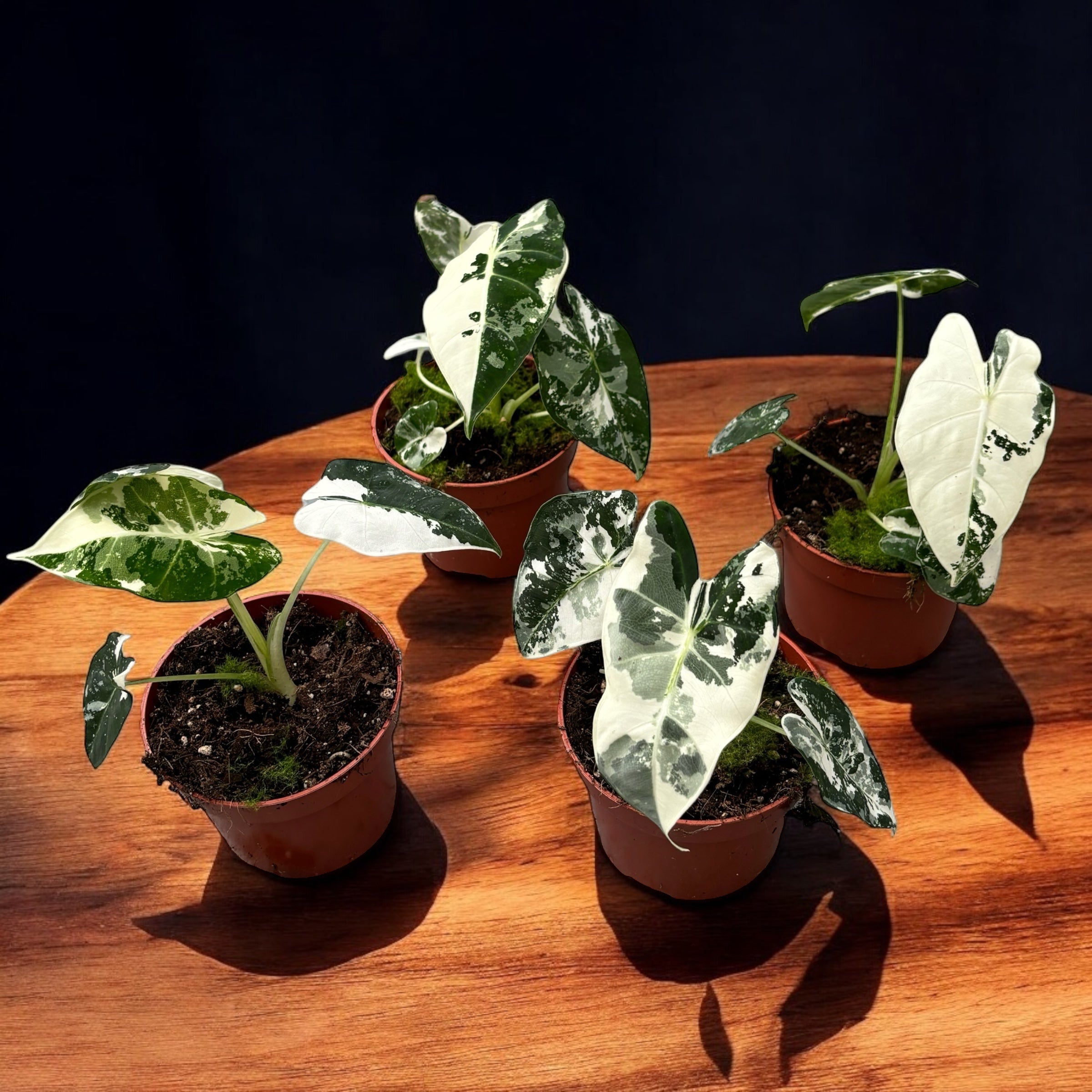 Alocasia micholitziana ‘Frydek Variegata’ – eleganta tropicala in verde smarald si alb-crem