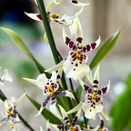 Oncidium (Cyrtocidium) Holm’s Wizard var. #11 - nagyon illatos!