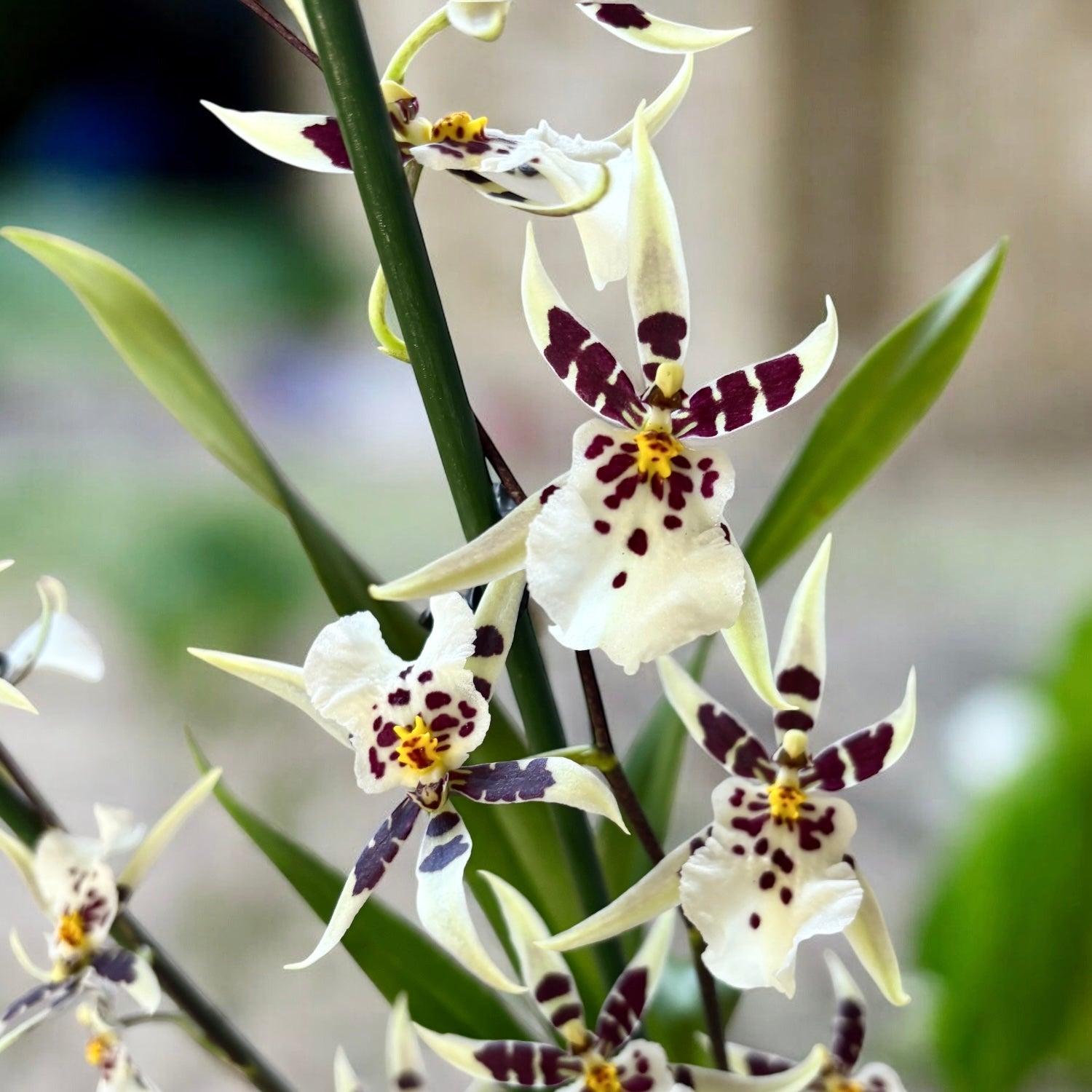 Oncidium (Cyrtocidium) Holm’s Wizard var. #11 - molto profumato!