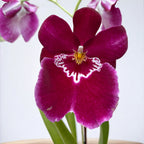 Miltoniopsis Red Tide αρωματική