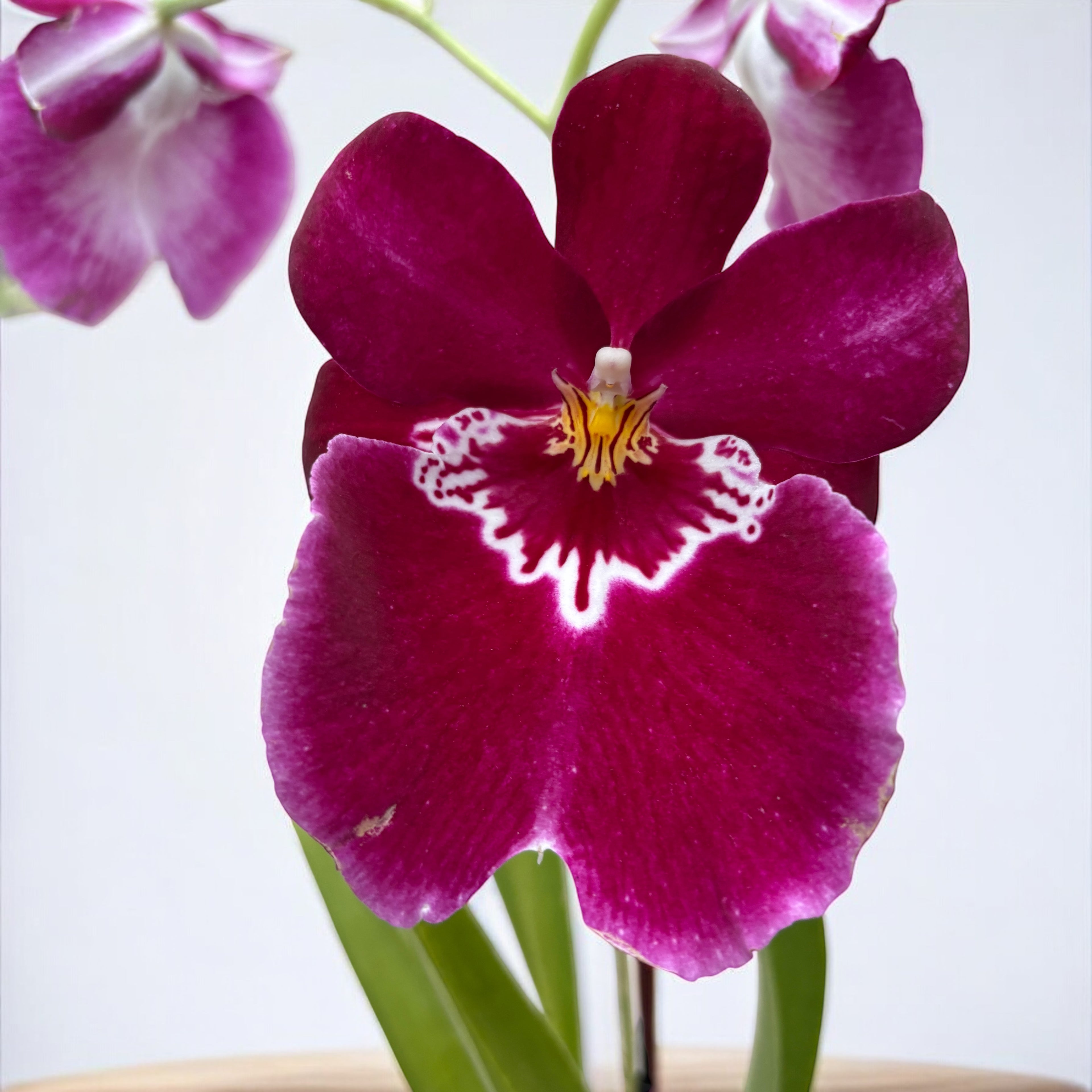 Miltoniopsis Red Tide duftend