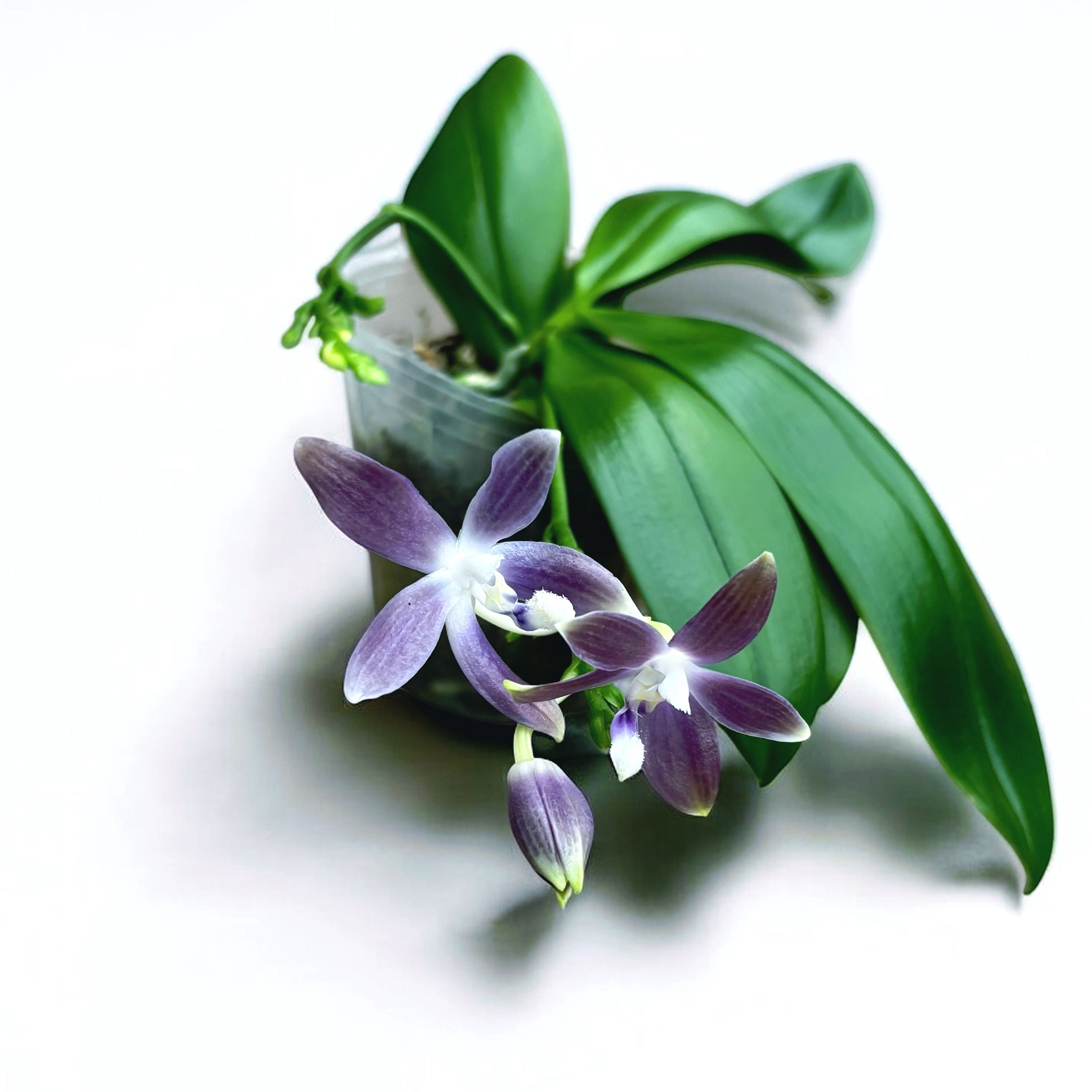 Phalaenopsis tetraspis 'Blue' parfumat