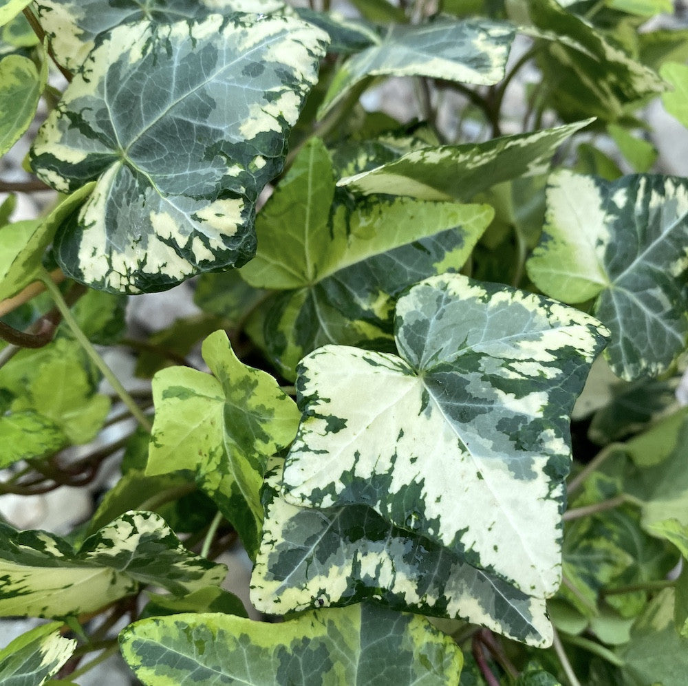 Břečťan - Hedera helix 'Golden Kolibri' (exempláře XL)