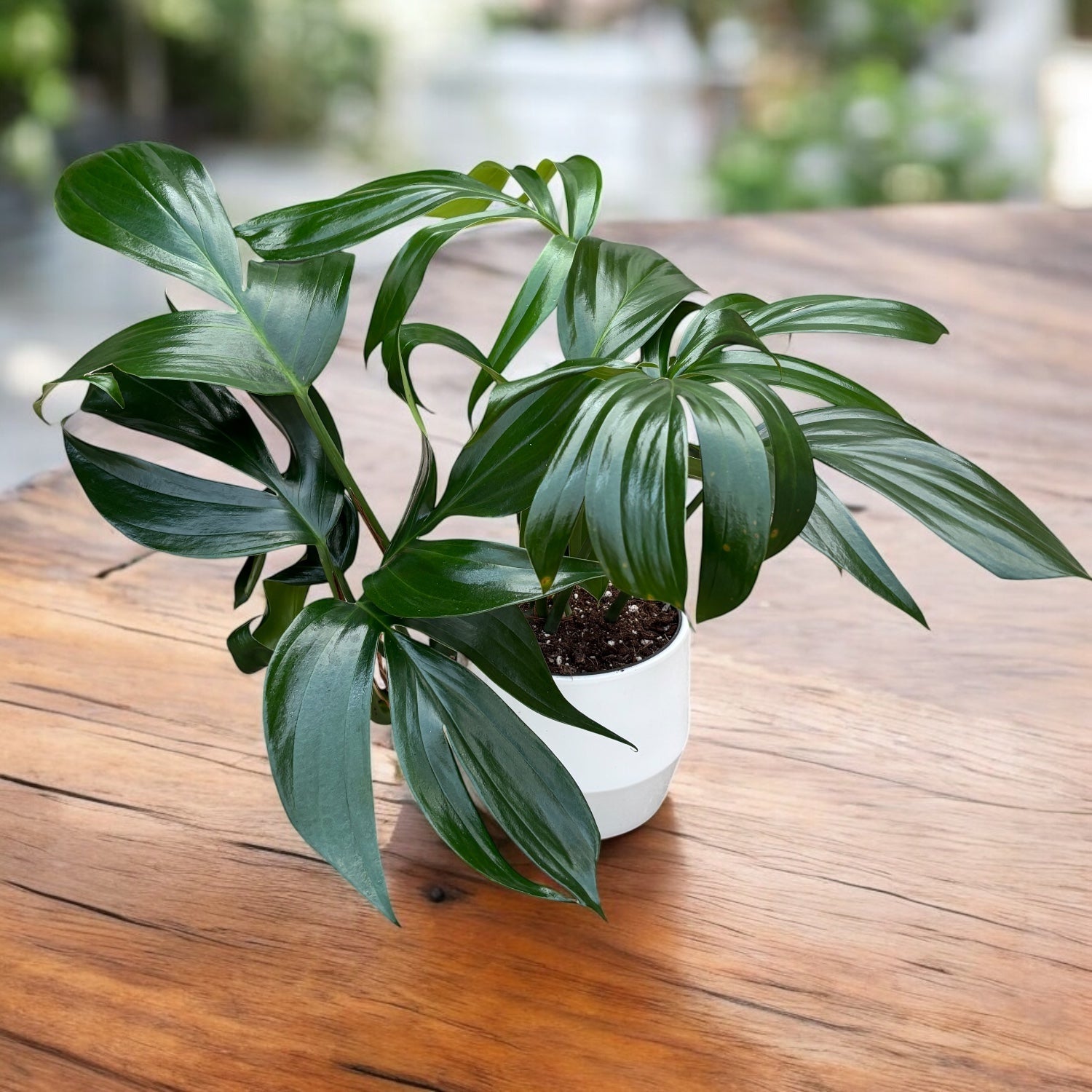 Rhaphidophora Decursiva (Philodendron Kylin Tail) - exemplare XL