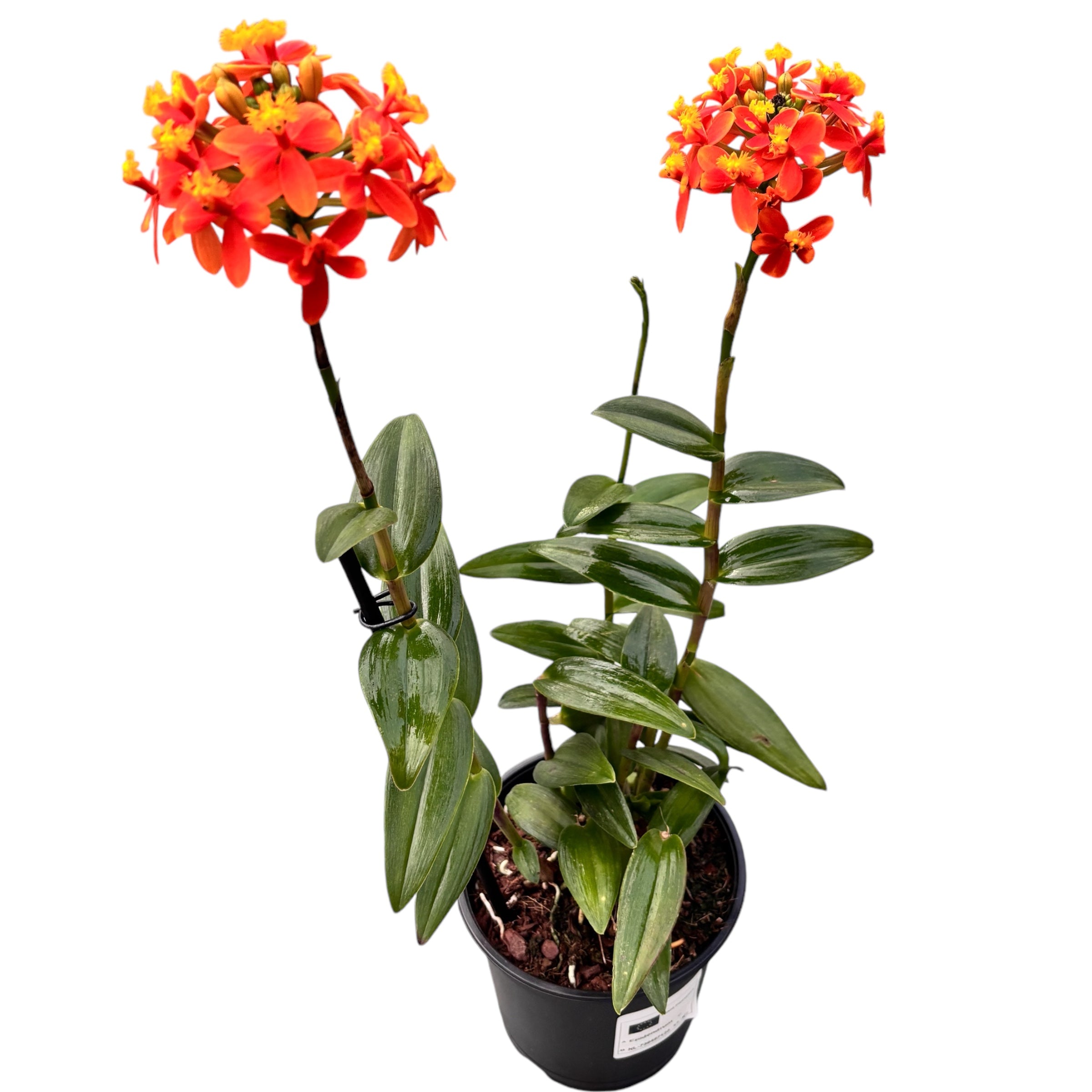 Epidendrum radicans #07 - exemplar unicat